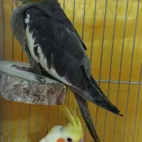 عروس هلندی