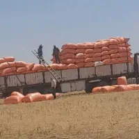 فروش بهترین کاه گندم با قیمت مناسب به شرط