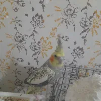 سهره وعروس میفروشم