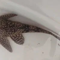 لجن خوار