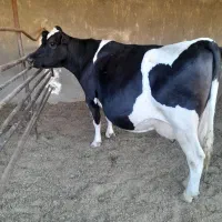 گاو