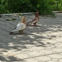 کبوتر سینه ای