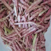 لوبیاچیتی‌تازه