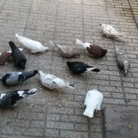 کبوتر|پرنده|رستم‌آباد, |دیوار