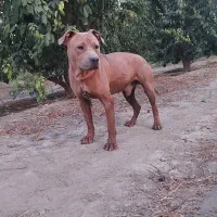 پیتبول|سگ|محمدیار, |دیوار