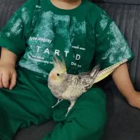 عروس هلندی دستی نر