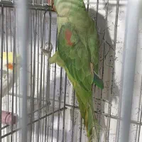شاه طوطی