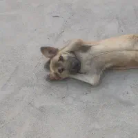 توله سگ