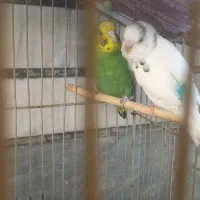یک‌جفت‌نرغ‌عشق‌تخم‌گذار