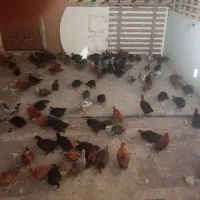 جوجه مرغ 52روزه گلپایگان