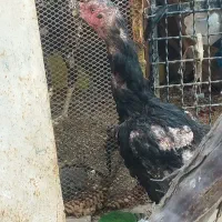 مرغ‌لاری