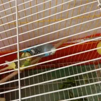 یک جفت مرغ عشق