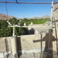 ده پونزده‌تا کفتر پرشی عالی