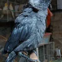 جوجه مینا دم دونخور اصل افغان کام سیاه