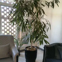 گیاه فیکوس