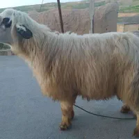 فروش گوسفند