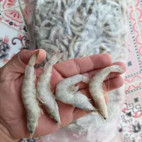 میگو پرورشی سایز ۱۲۰.۱۵۰