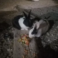 خرگوش