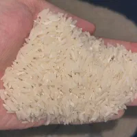 برنج طارم محلی کشت دوم (دستچین شده)