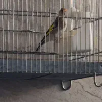 سهره|پرنده|بوشهر, |دیوار