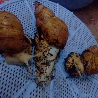 حلزون آچاتینا