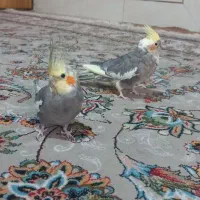 فروش ۱جفت عروس هلندی