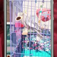 Galaxy J7 2015|موبایل|پرند, فاز ۶|دیوار