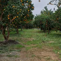 فروش-باغ-مرکبات-تالش-محله-نشتارود