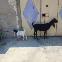 بز دوقلو  دورگ‌ کاموری  و کهره گلابی اصل