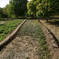 زمین  کرهرود