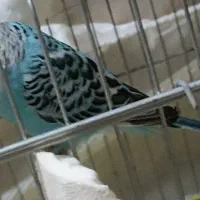 مرغ عشق