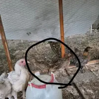 جوجه مرغ وخروس آمریکایی فروش فوری.ارسال نداریم