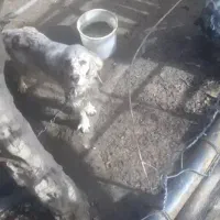 سگ شکاری ستر