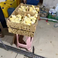 کارگر