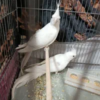 عروس هلندی
