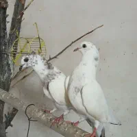کبوتر پرشی