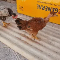 مرغ و خروس طاقچه