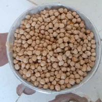 نخود بهاره