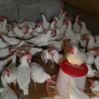 مرغ گوشتی واکسن خورده