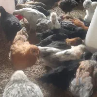 فروش جوجه محلی