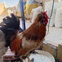خروس سلطان