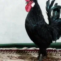 یک خروس سلطان جوان
