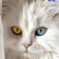 گربه پرشین