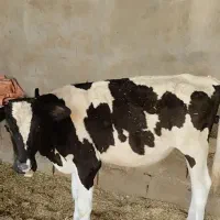رامهرمز روستای حاج چراغ