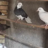 شازده کبوتر
