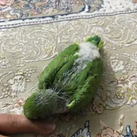 ملنگو فول کلام