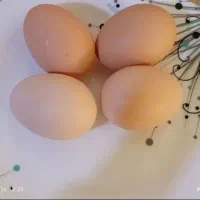 تخم مرغ محلی