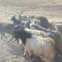 بزغاله نر درجه یک