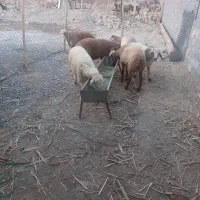بره نر۴۰کیلوتا۴۵ کیلوبه فروش میرسد