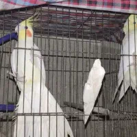 جفت مولد نزدیک تخم با قفس  ولانه ومرغ عشق مولد